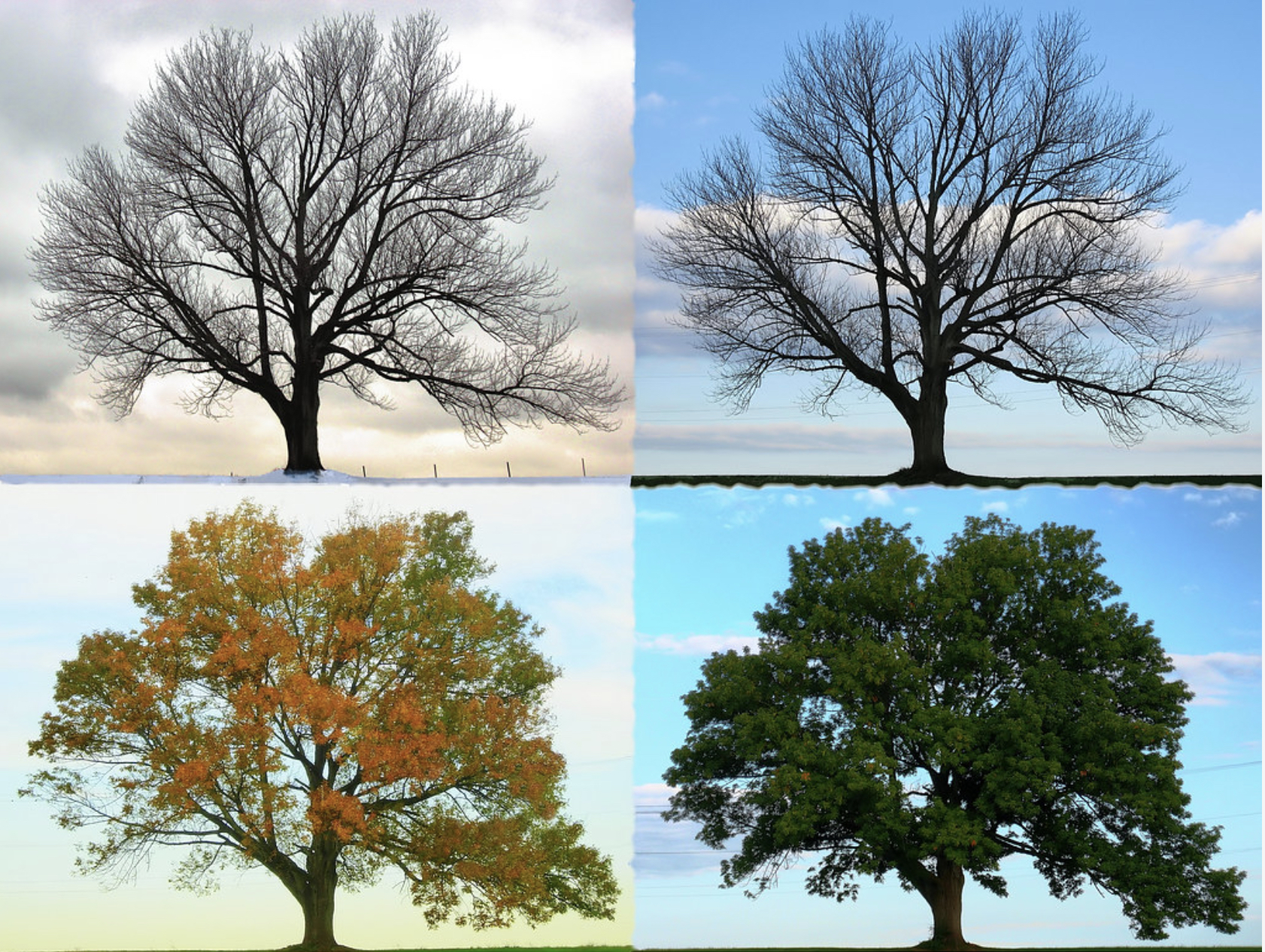 Tree_Seasons